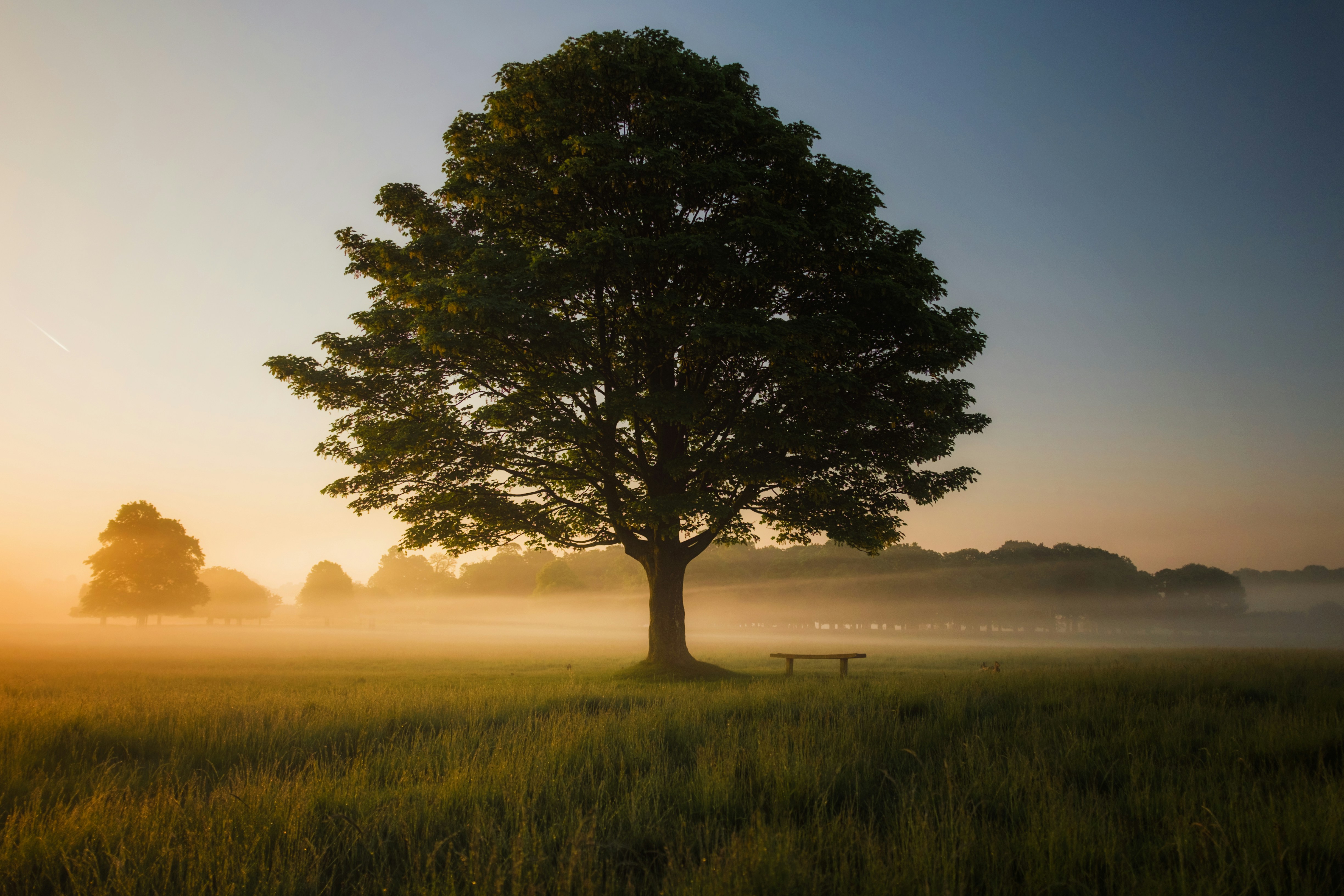 Baum auf einer Wiese